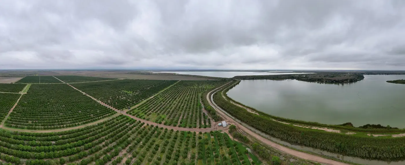 Aerial view of orchard rows laid out beside a body of water