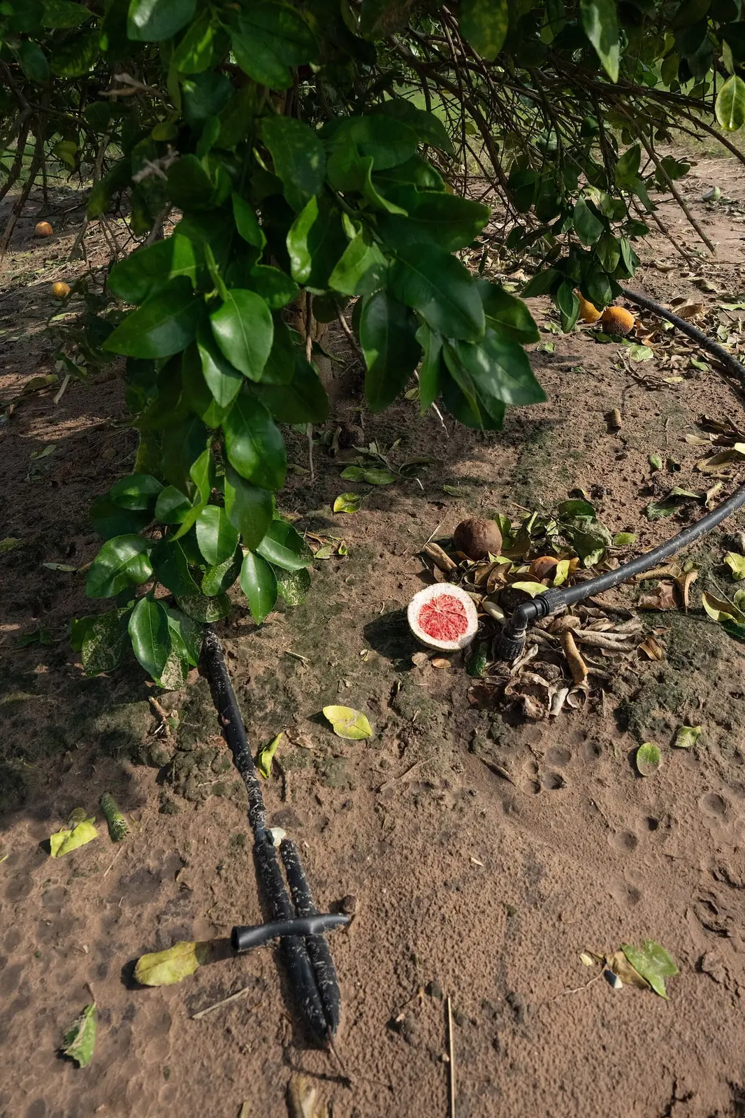 Drip irrigation line running along a citrus row