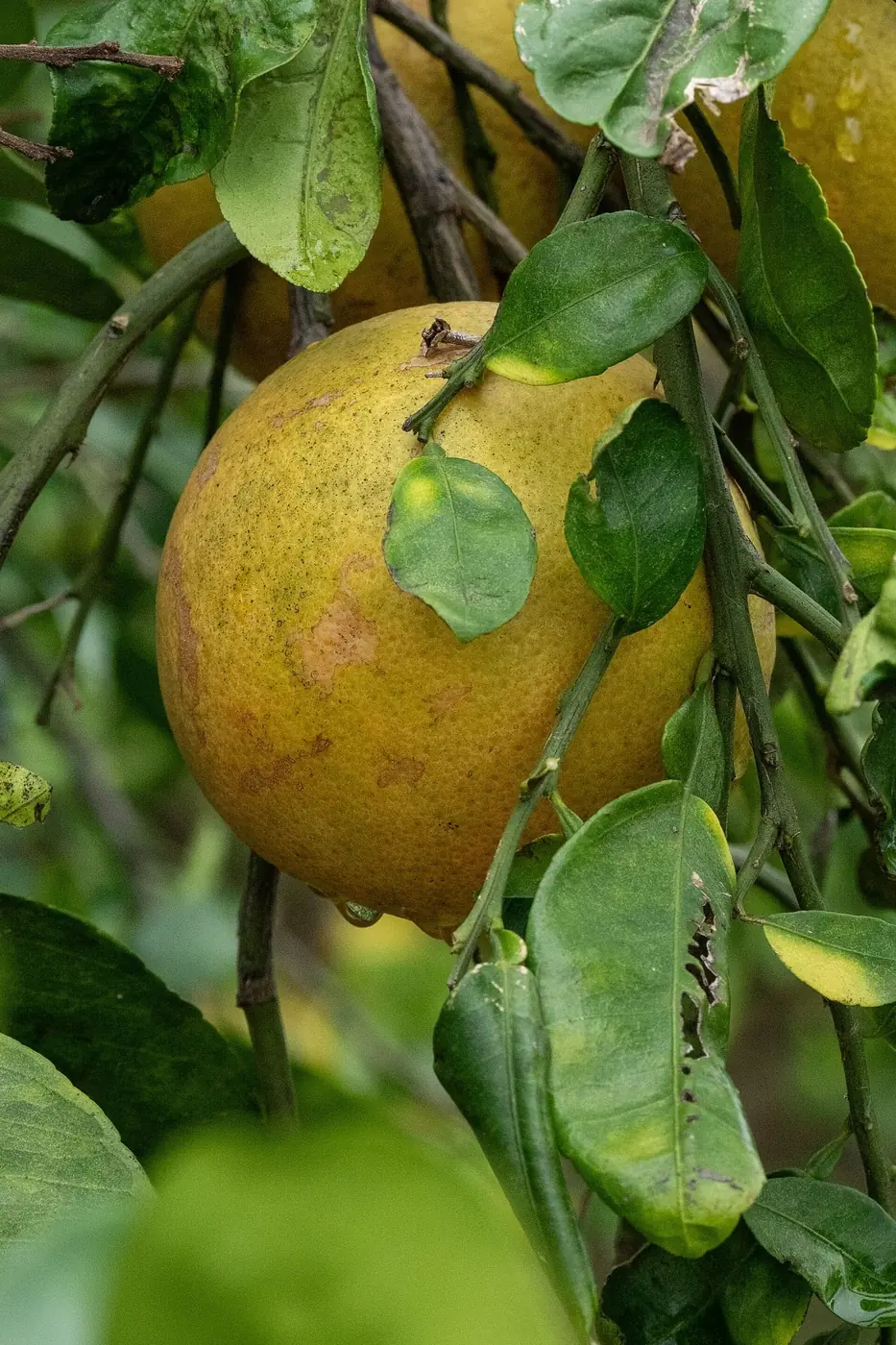 Close-up of ripe citrus fruit hanging among glossy green leaves