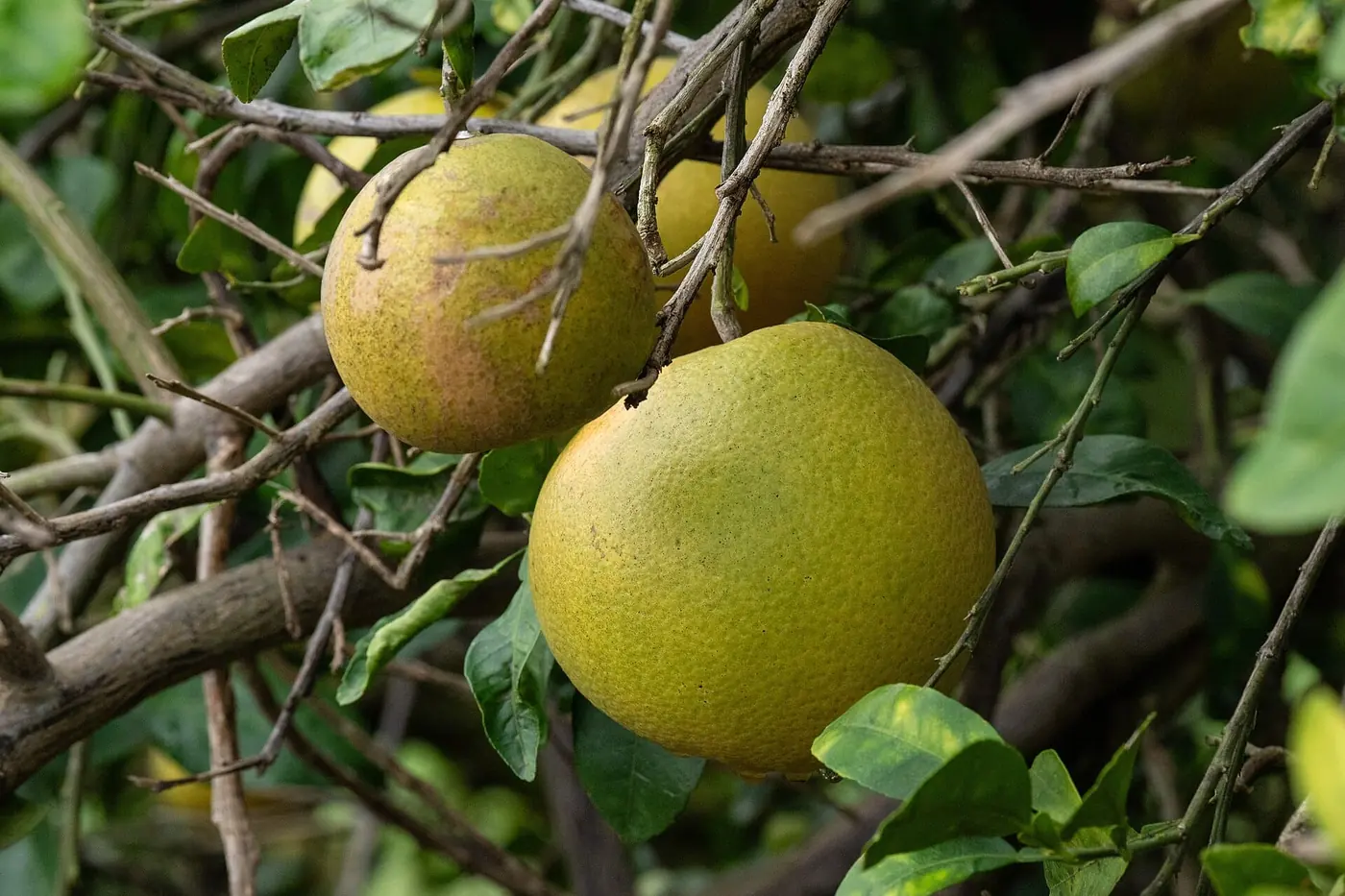Ripe citrus hanging on the branch in a producing block