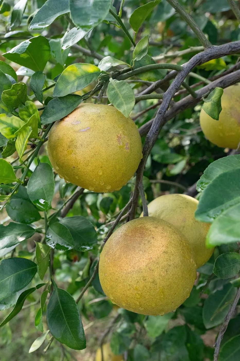 Two ripe citrus fruits hanging together on the branch