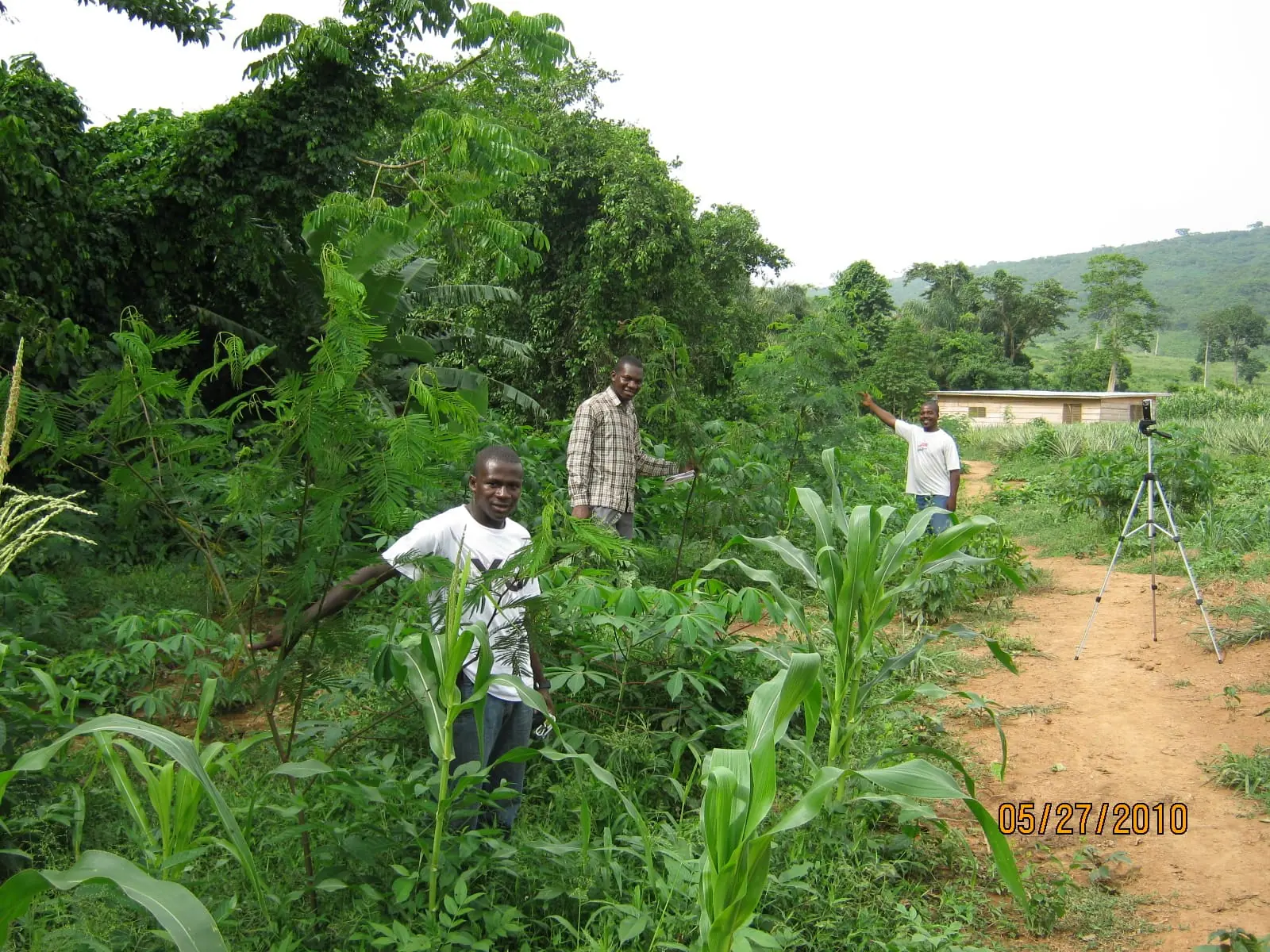 Farmers walking together through a cultivated field in Ghana