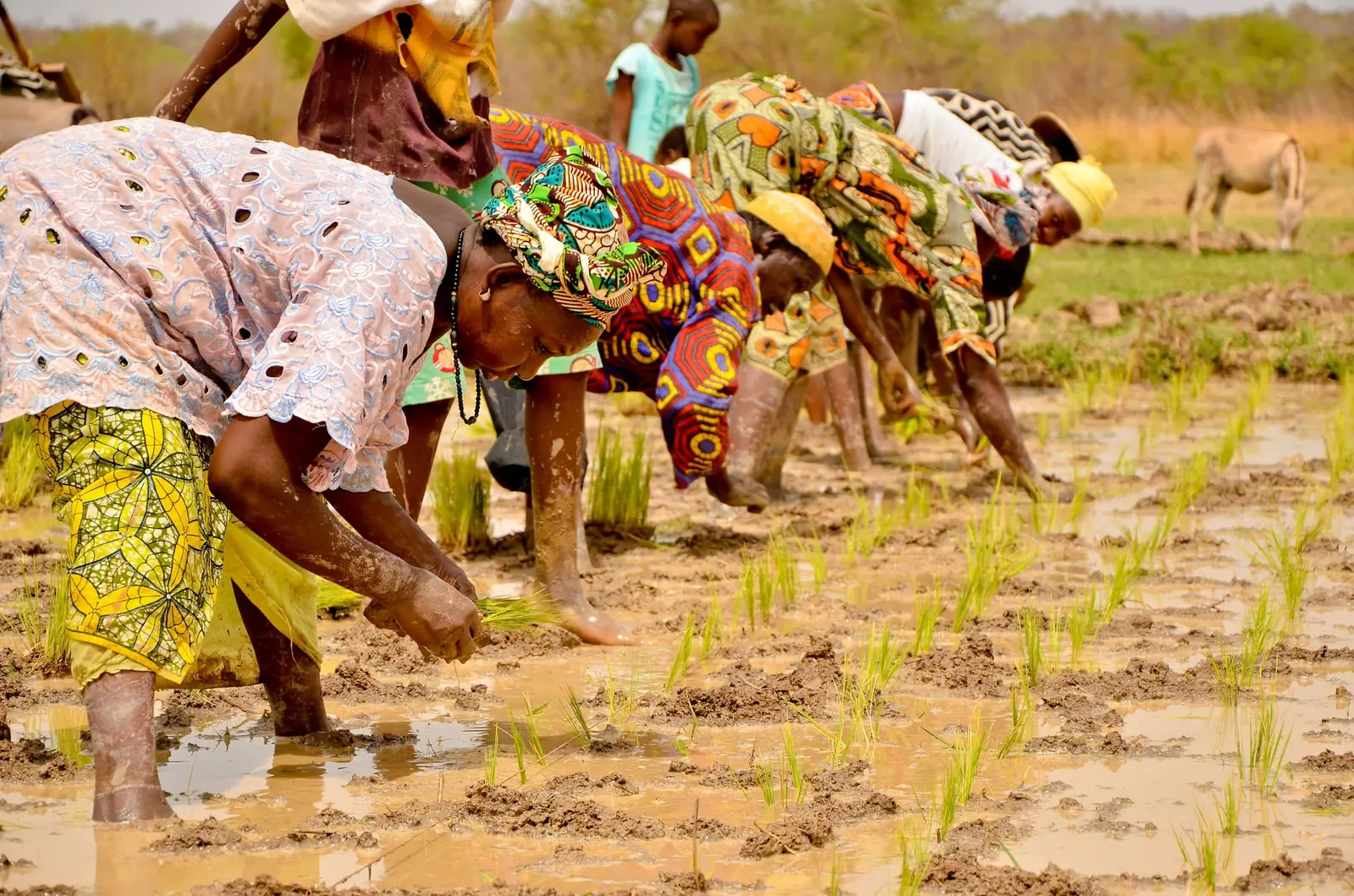 A farm crew working together across a cultivated field