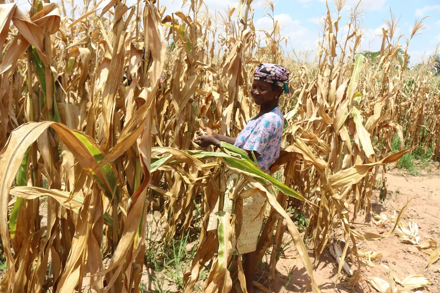 A worker harvesting crops by hand in the field