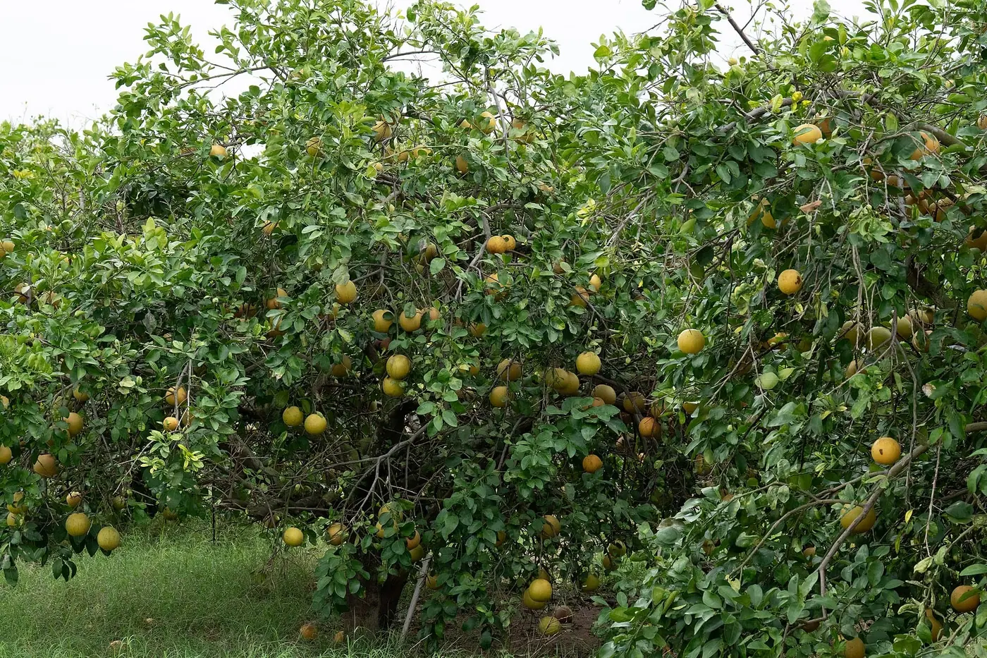 Citrus trees heavy with fruit along a grassed row in the orchard