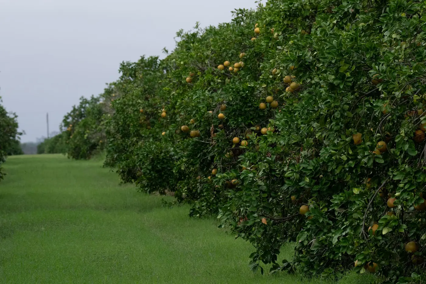 Long rows of mature citrus trees carrying ripe fruit, receding into the distance