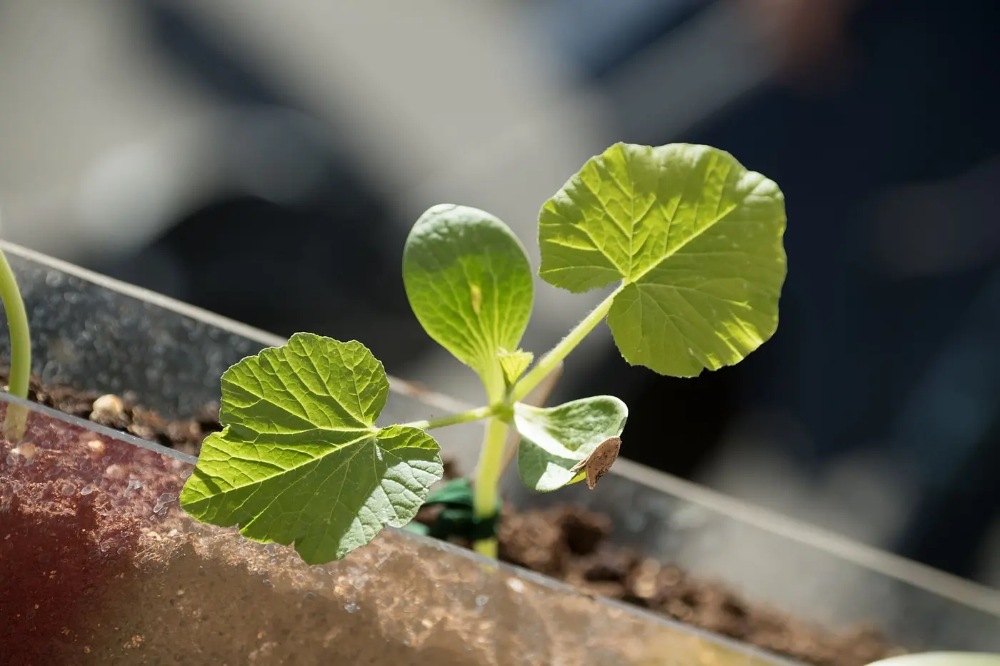 A young seedling breaking through the soil in a nursery bed